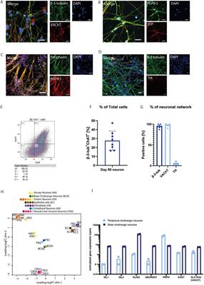 Differentiation and on axon-guidance chip culture of human pluripotent stem cell-derived peripheral cholinergic neurons for airway neurobiology studies